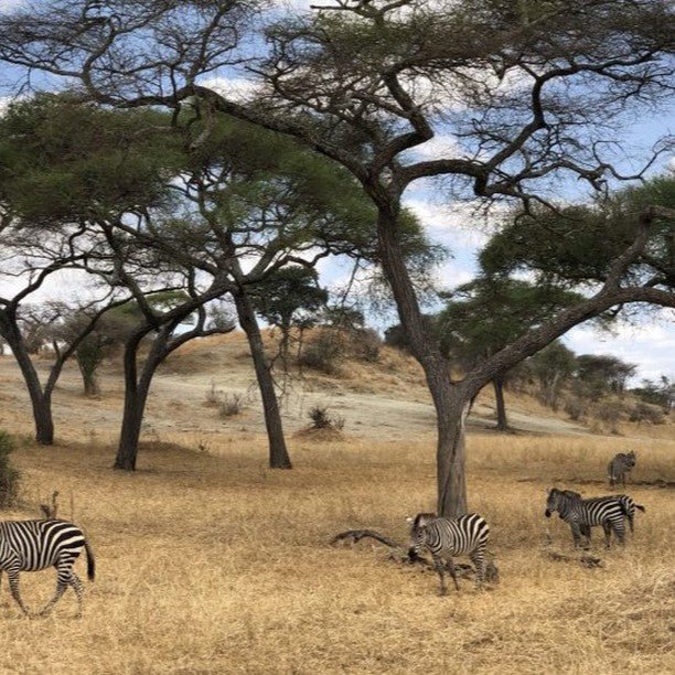From Zanzibar: Mikumi National Park Safari Day Trip with Game Drive