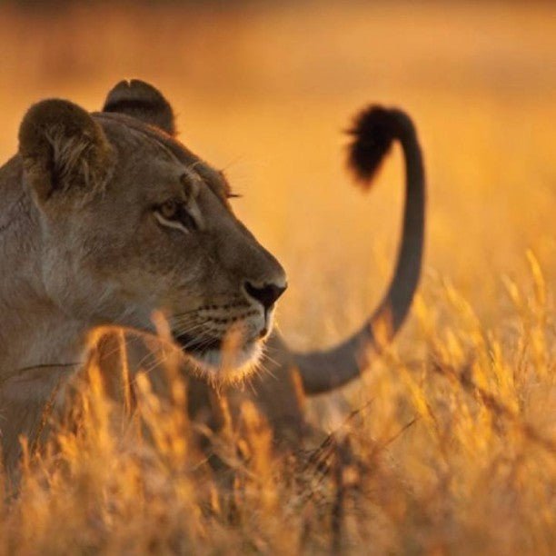 From Zanzibar: Mikumi National Park Safari Day Trip with Game Drive