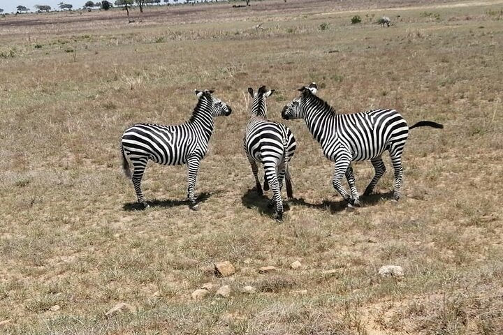 From Zanzibar: Mikumi National Park Safari Day Trip with Game Drive