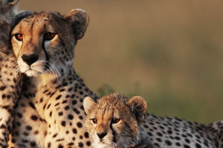 From Zanzibar: Mikumi National Park Safari Day Trip with Game Drive