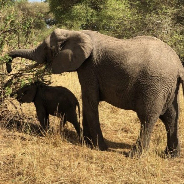From Zanzibar: Mikumi National Park Safari Day Trip with Game Drive