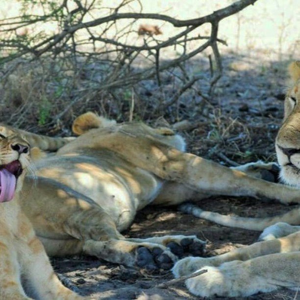 From Zanzibar: Mikumi National Park Safari Day Trip with Game Drive