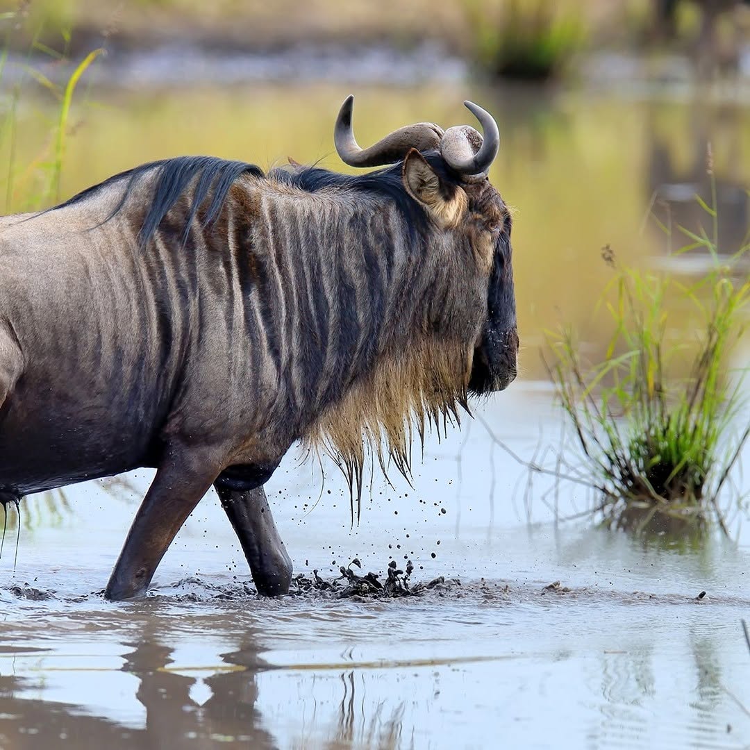 From Zanzibar: Mikumi National Park Safari Day Trip with Game Drive