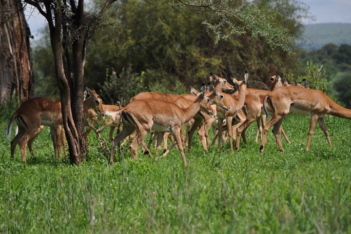 From Zanzibar: Mikumi National Park Safari Day Trip with Game Drive