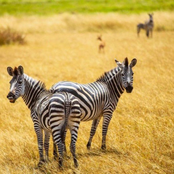 From Zanzibar: Mikumi National Park Safari Day Trip with Game Drive