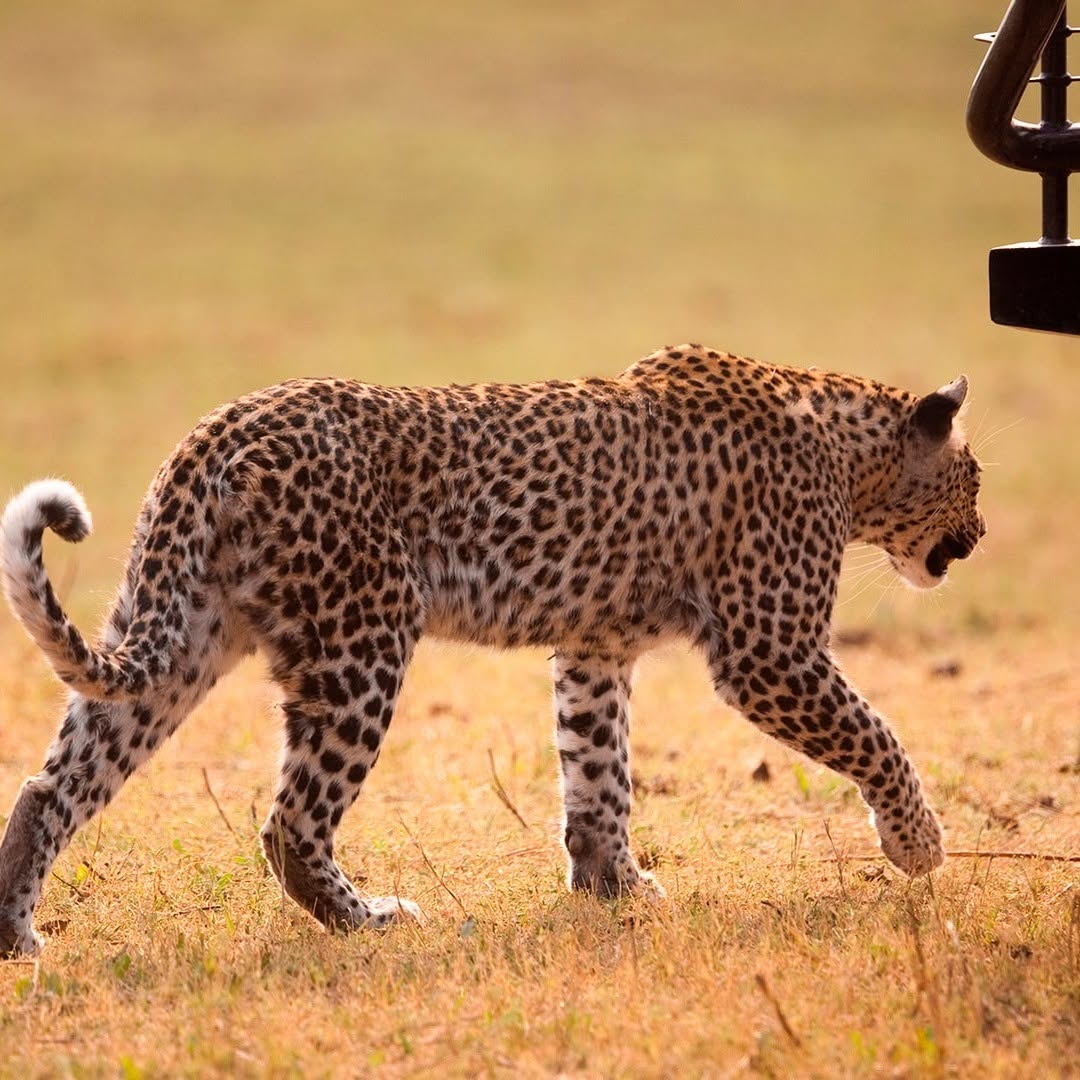 From Zanzibar: Mikumi National Park Safari Day Trip with Game Drive
