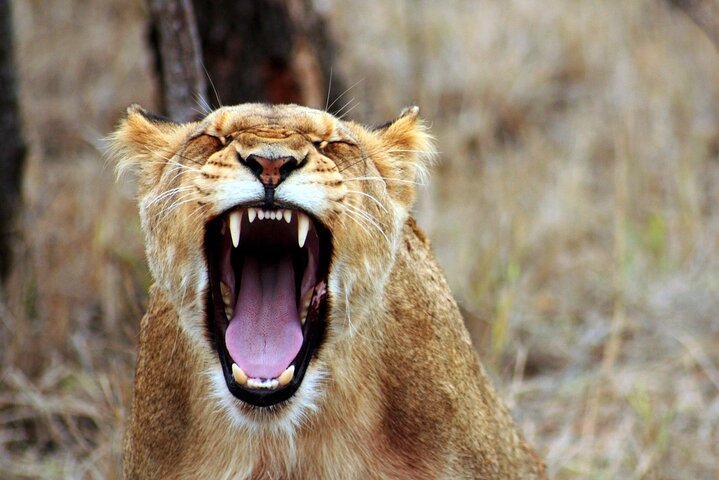 From Zanzibar: Mikumi National Park Safari Day Trip with Game Drive