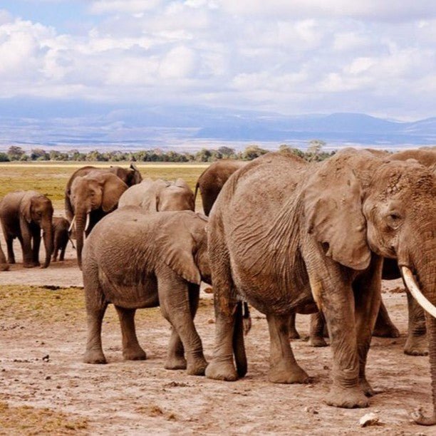 From Zanzibar: Mikumi National Park Safari Day Trip with Game Drive