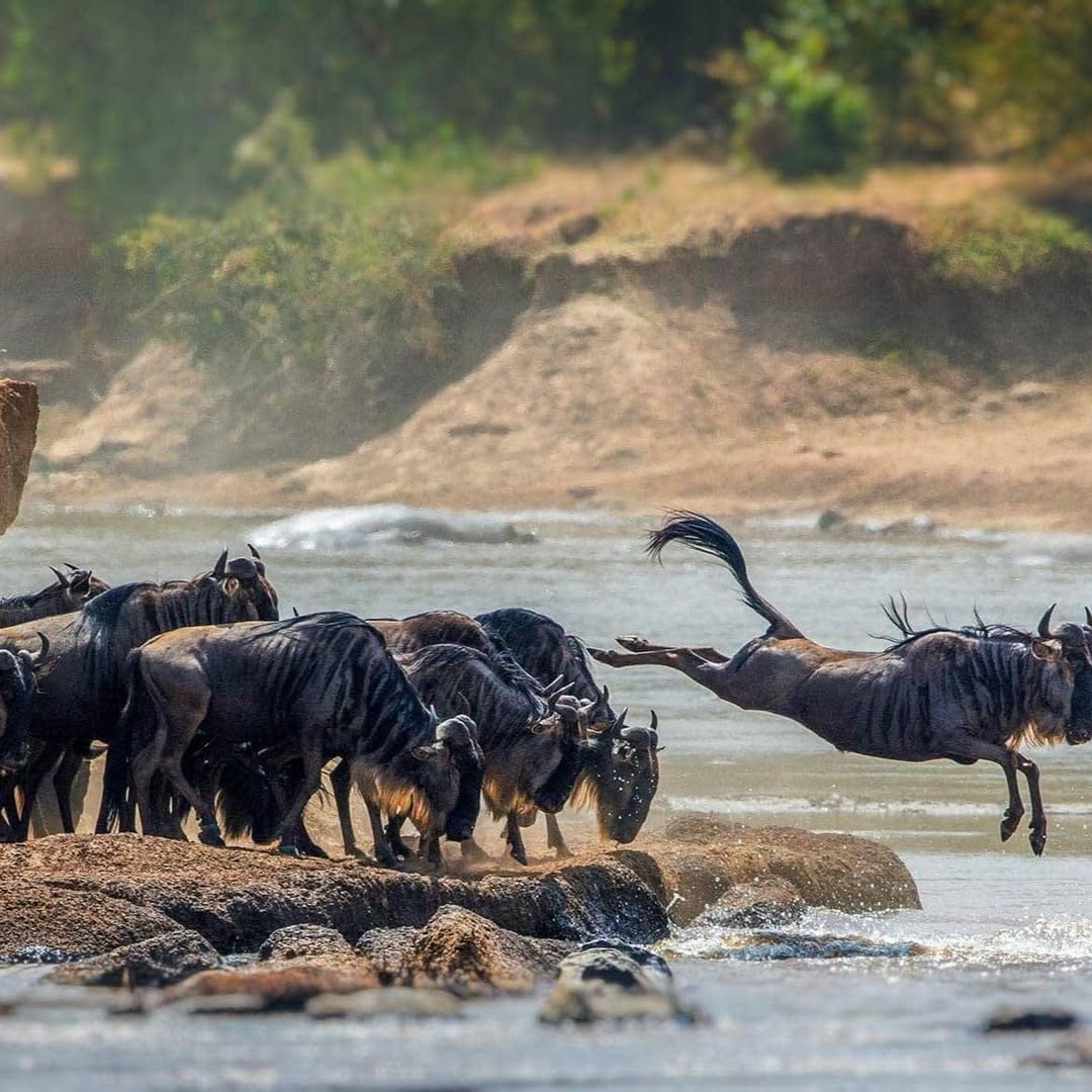 From Zanzibar: Mikumi National Park Safari Day Trip with Game Drive