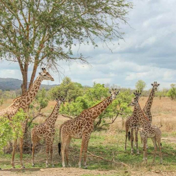 From Zanzibar: Mikumi National Park Safari Day Trip with Game Drive