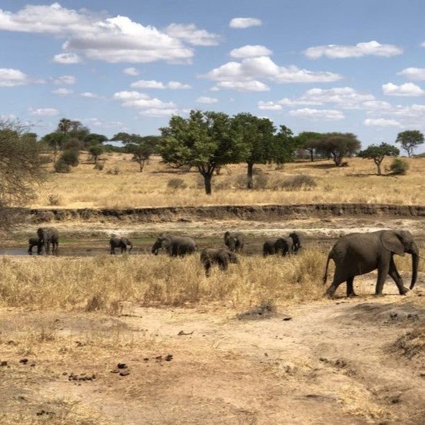 From Zanzibar: Mikumi National Park Safari Day Trip with Game Drive