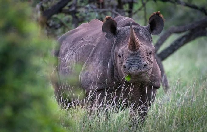 From Zanzibar: Mikumi National Park Safari Day Trip with Game Drive