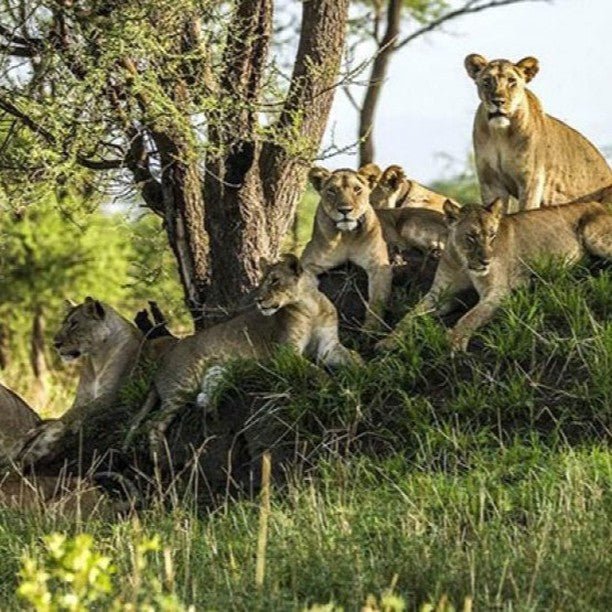 From Zanzibar: Mikumi National Park Safari Day Trip with Game Drive