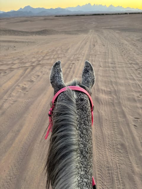 Hurghada: Desert Safari with Horseback Riding, BBQ Dinner and Stargazing Experience