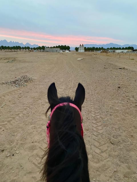Hurghada: Desert Safari with Horseback Riding, BBQ Dinner and Stargazing Experience