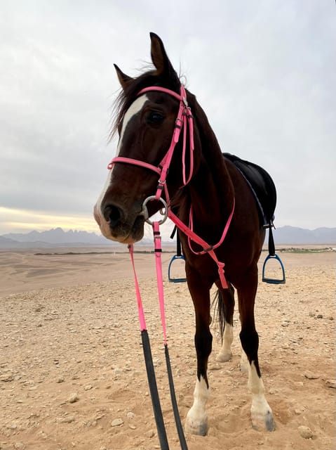 Hurghada: Desert Safari with Horseback Riding, BBQ Dinner and Stargazing Experience