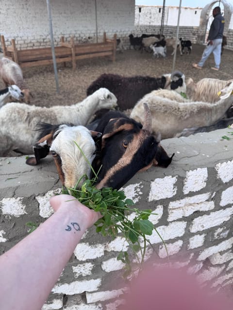 Hurghada: Stargazing and Bedouin Farm Desert Safari with Dinner