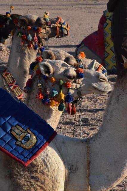 Hurghada: Stargazing and Bedouin Farm Desert Safari with Dinner