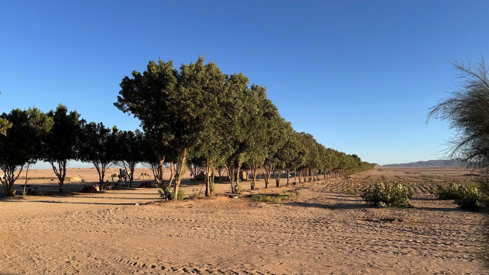 Hurghada: Stargazing and Bedouin Farm Desert Safari with Dinner