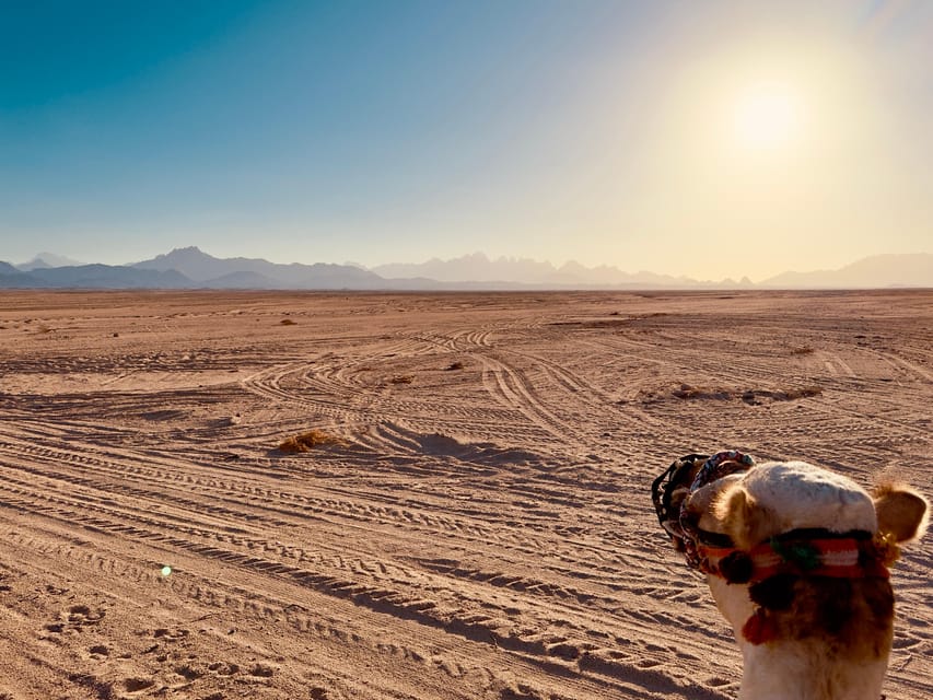 Hurghada: Stargazing and Bedouin Farm Desert Safari with Dinner