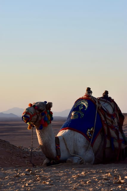 Hurghada: Stargazing and Bedouin Farm Desert Safari with Dinner