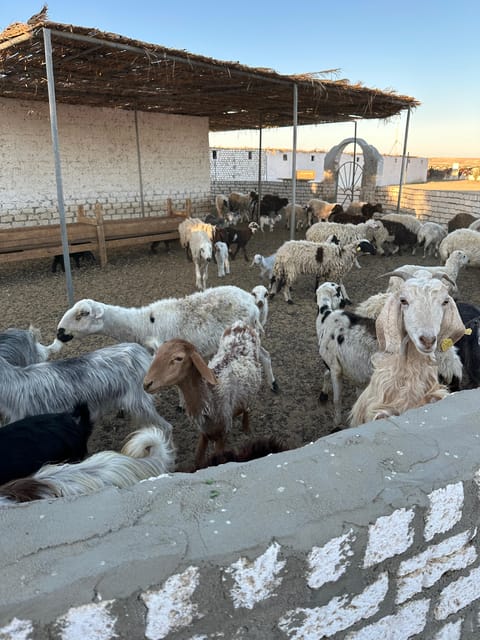 Hurghada: Stargazing and Bedouin Farm Desert Safari with Dinner
