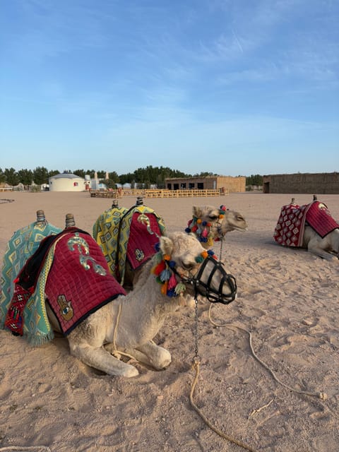 Hurghada: Stargazing and Bedouin Farm Desert Safari with Dinner