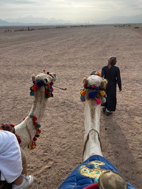 Hurghada: Stargazing and Bedouin Farm Desert Safari with Dinner