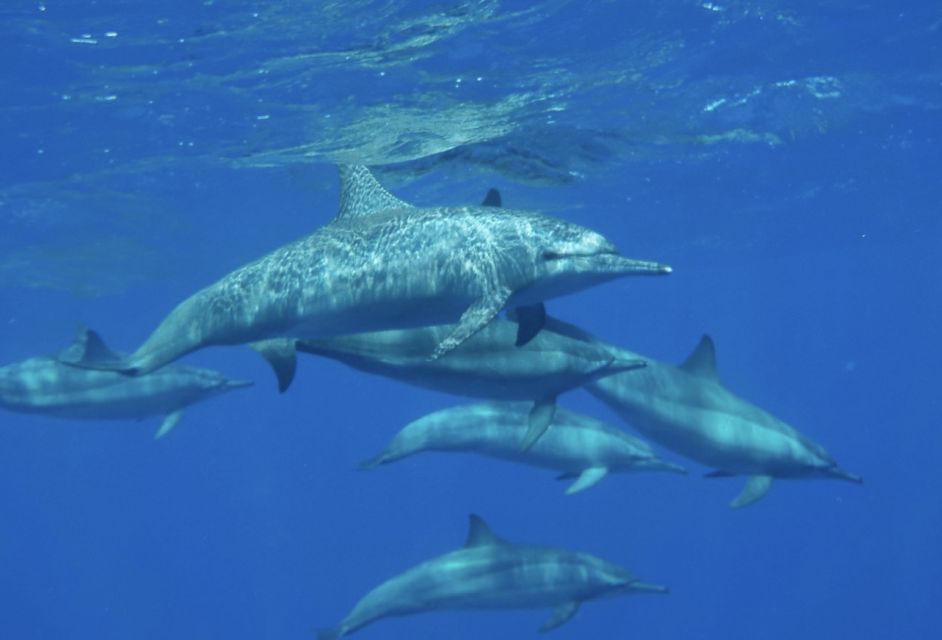 Makadi Bay: Royal Seascope Cruise and Snorkeling Trip