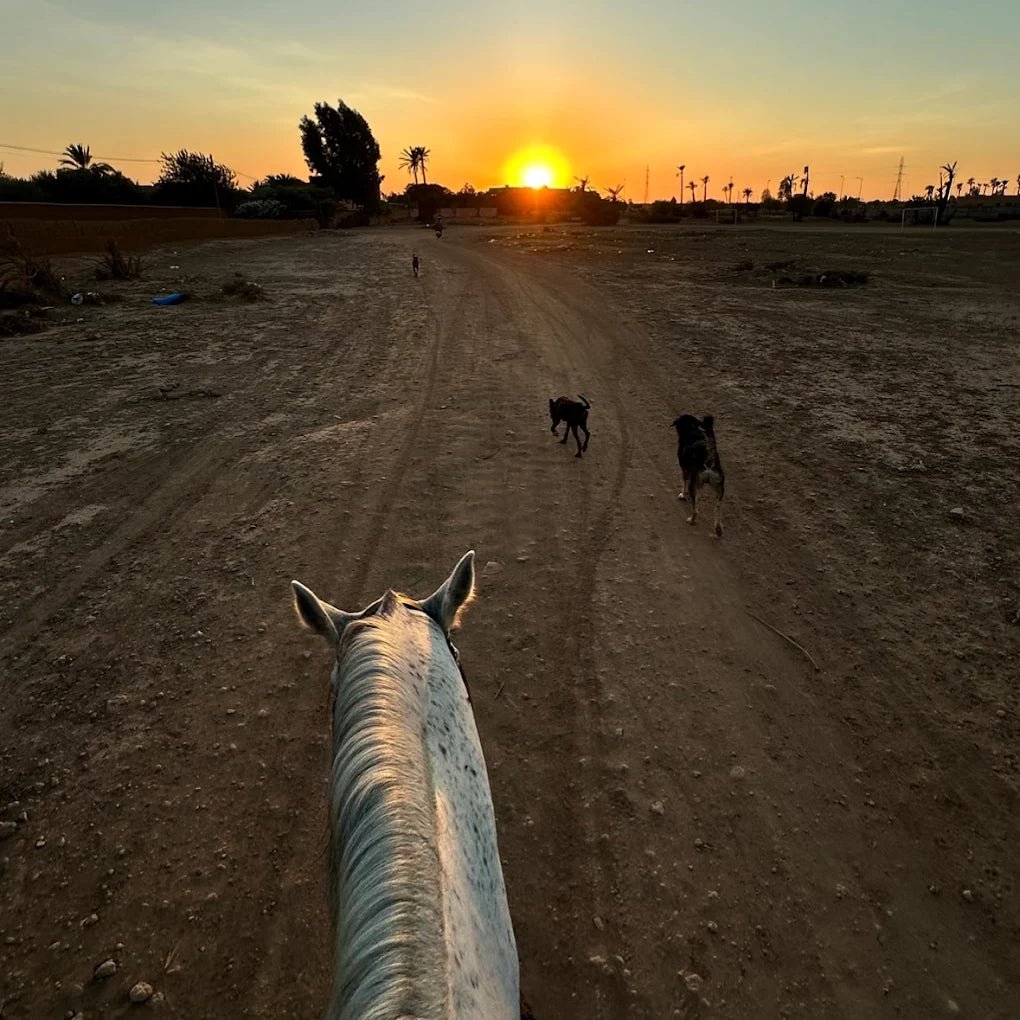 Marrakech: Horseback Riding Tour in Palmeraie Oasis with Hotel Pickup