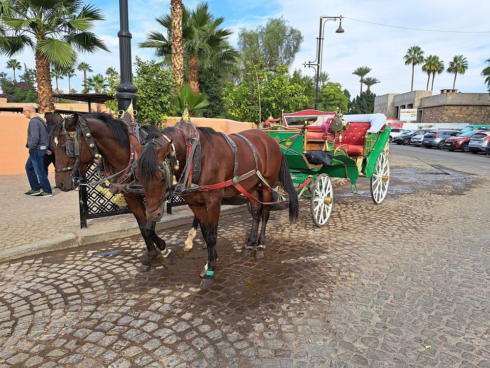 Marrakech: Majorelle & Menara Gardens Tour with Horse Carriage Ride