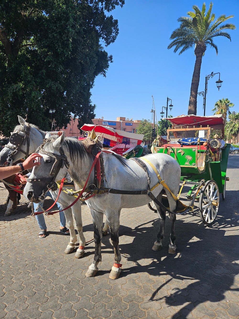 Marrakech: Majorelle & Menara Gardens Tour with Horse Carriage Ride