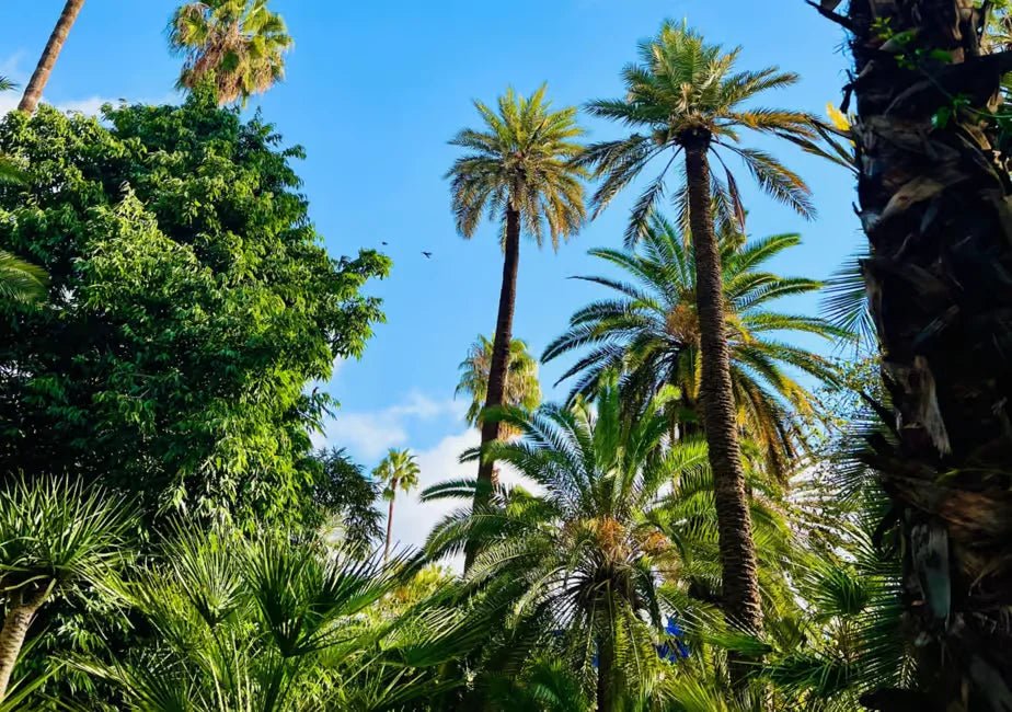 Marrakech: Majorelle & Menara Gardens Tour with Horse Carriage Ride