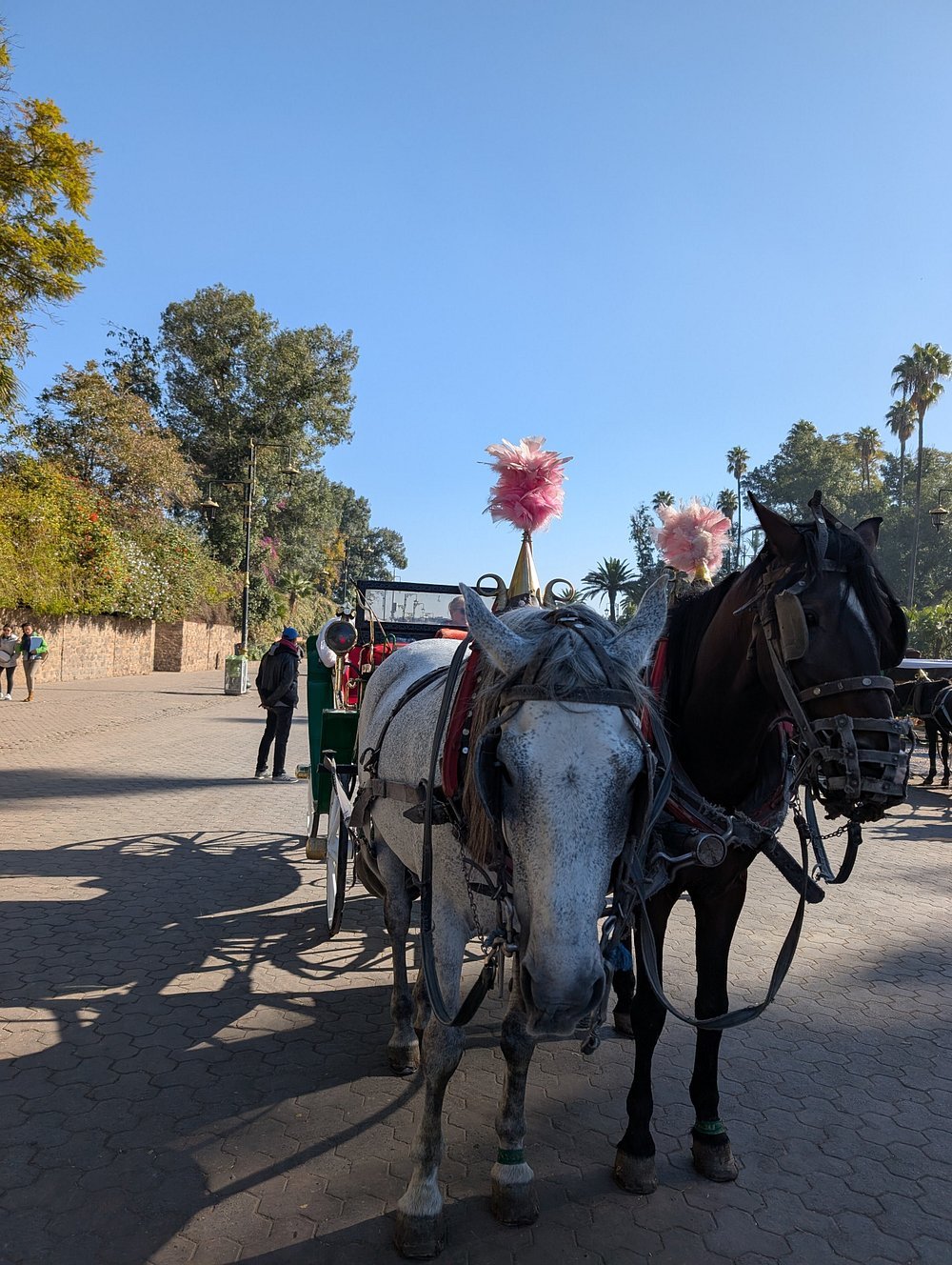 Marrakech: Majorelle & Menara Gardens Tour with Horse Carriage Ride