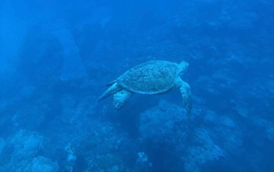 Marsa Alam: Elite VIP Cruise with Snorkeling and Lunch at Turtle Bay
