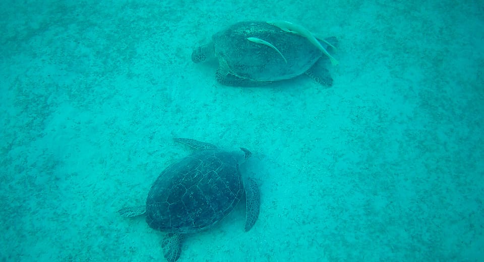 Marsa Alam: Elite VIP Cruise with Snorkeling and Lunch at Turtle Bay