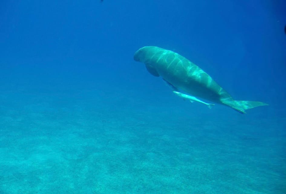 Marsa Alam: Elite VIP Cruise with Snorkeling and Lunch at Turtle Bay