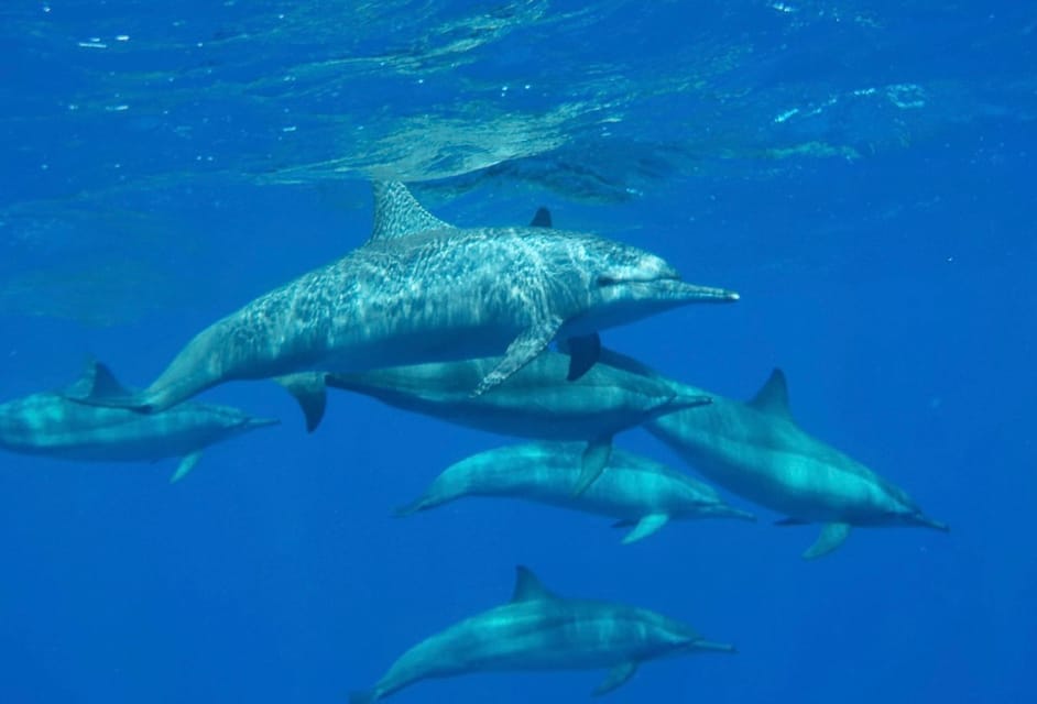 Marsa Alam: Elite VIP Cruise with Snorkeling and Lunch at Turtle Bay