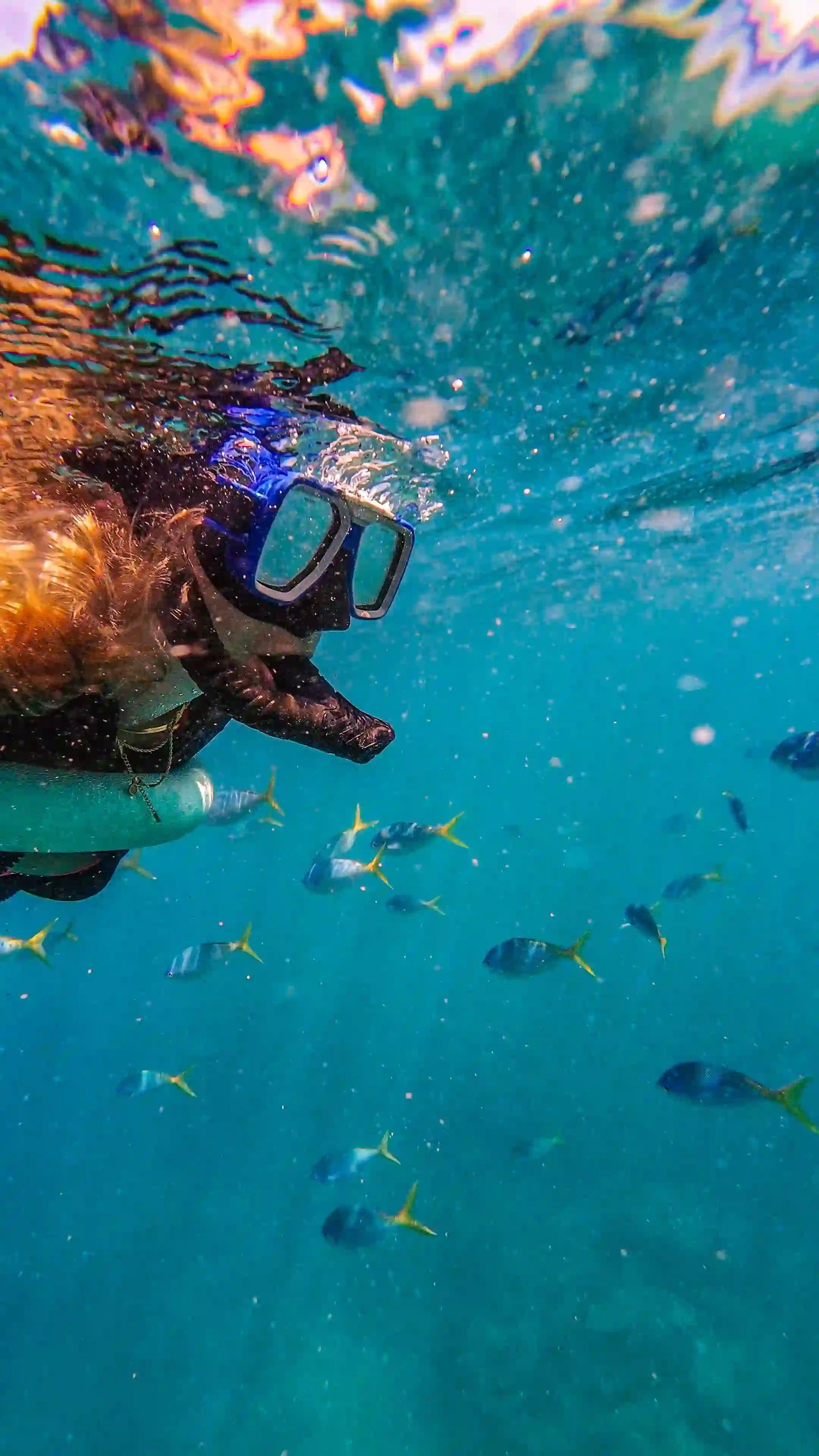 Zanzibar: Wisata Dhow di Teluk Menai dengan Snorkeling, Sandbank, dan Tur Laguna