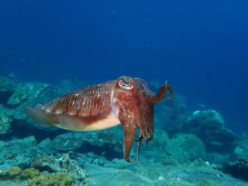 Muscat: Daymaniyat Islands Dolphin Watching and Snorkeling Tour