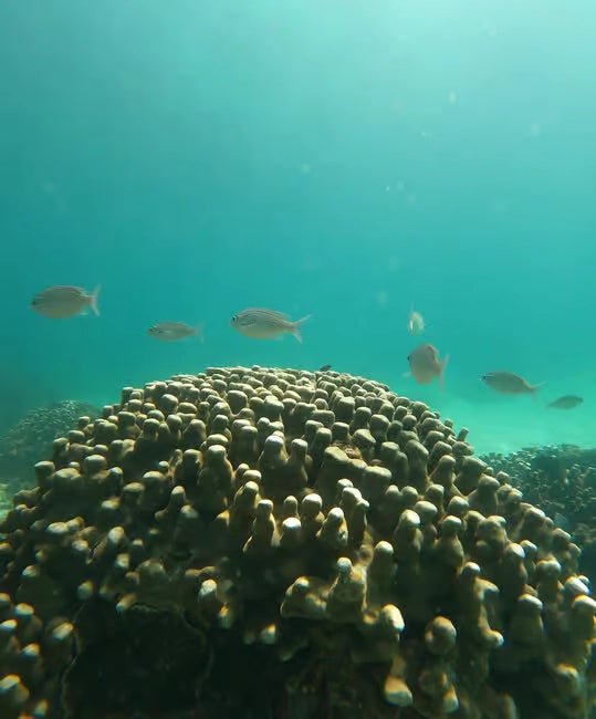 Muscat: Daymaniyat Islands Dolphin Watching and Snorkeling Tour