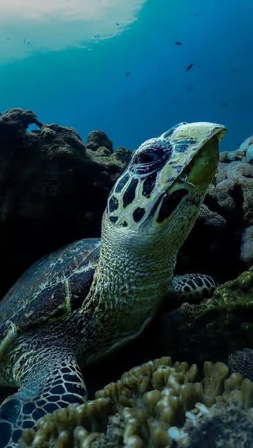 Muscat: Daymaniyat Islands Dolphin Watching and Snorkeling Tour