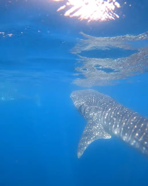 Muscat: Daymaniyat Islands Dolphin Watching and Snorkeling Tour