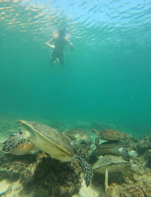 Muscat: Daymaniyat Islands Dolphin Watching and Snorkeling Tour