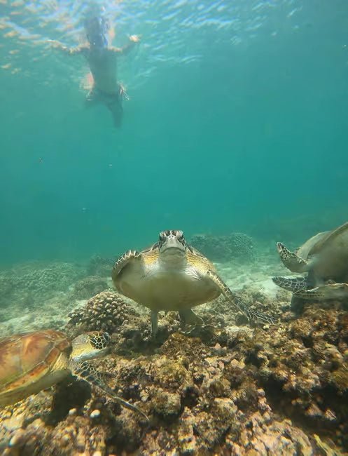 Muscat: Daymaniyat Islands Dolphin Watching and Snorkeling Tour