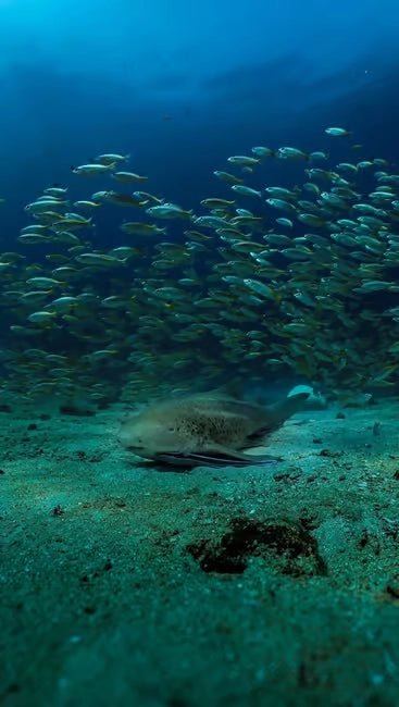 Muscat: Daymaniyat Islands Dolphin Watching and Snorkeling Tour