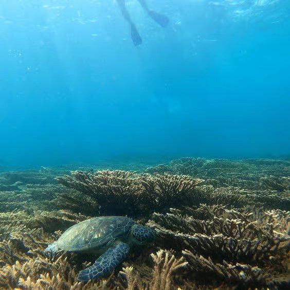 Muscat: Daymaniyat Islands Dolphin Watching and Snorkeling Tour