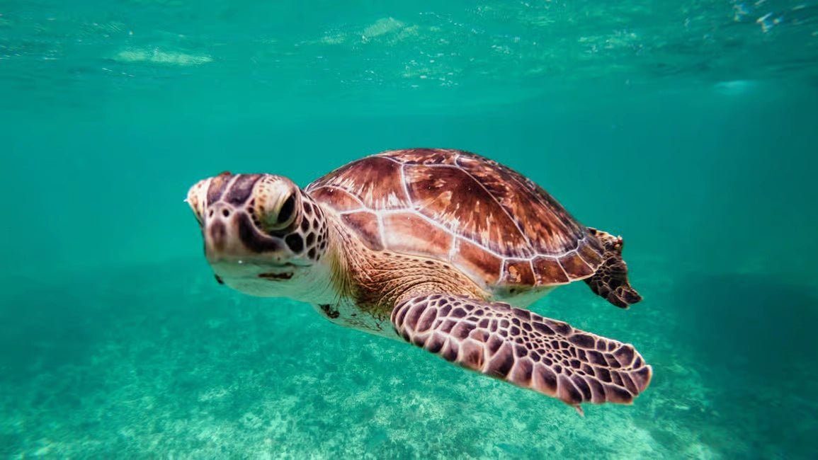 Muscat: Daymaniyat Islands Dolphin Watching and Snorkeling Tour