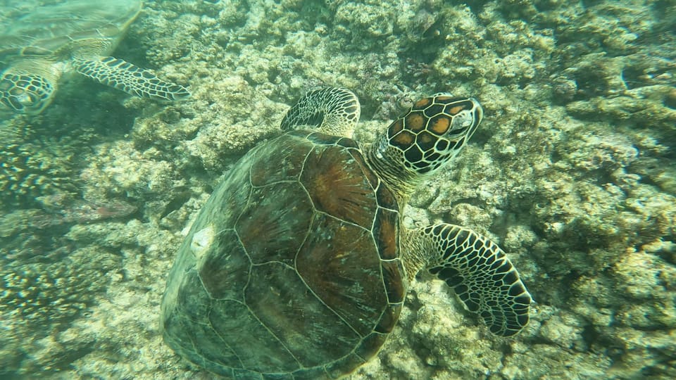Muscat: Daymaniyat Islands Try Scuba Diving Trip