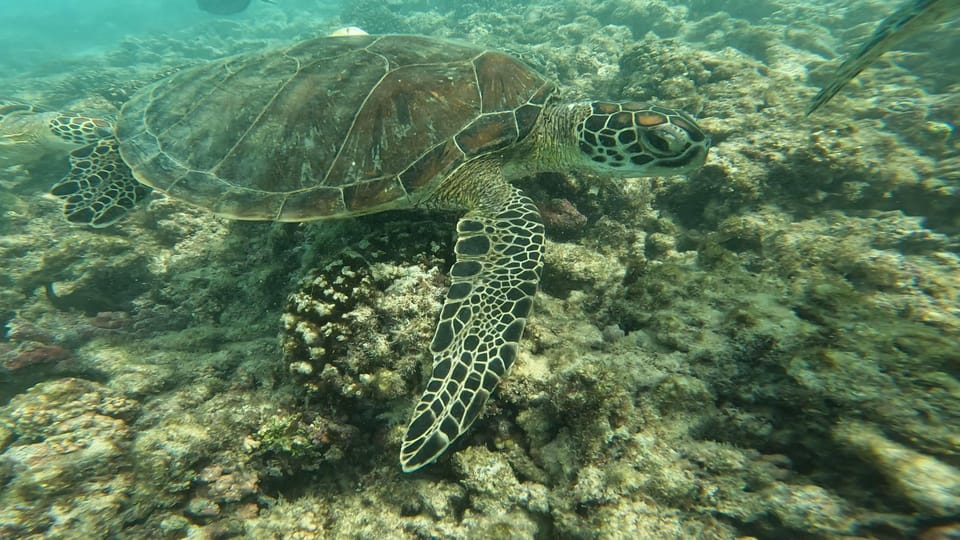 Muscat: Daymaniyat Islands Try Scuba Diving Trip